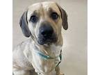 Luna, Labrador Retriever For Adoption In Des Moines, Iowa