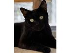 Vida, Domestic Shorthair For Adoption In West Palm Beach, Florida