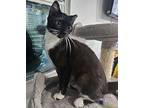 Bunny, Domestic Shorthair For Adoption In West Palm Beach, Florida