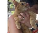 Tonic, Domestic Shorthair For Adoption In West Palm Beach, Florida