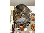 Lucy, Domestic Shorthair For Adoption In Houston, Texas