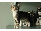 Marcie, Domestic Shorthair For Adoption In San Antonio, Texas