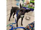 Jimmy, Miniature Pinscher For Adoption In Las Vegas, Nevada