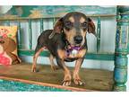 Silverado, Dachshund For Adoption In San Antonio, Texas