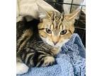 Taffy, Domestic Shorthair For Adoption In Smithers, British Columbia