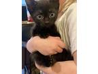 Disco, Domestic Shorthair For Adoption In Port Alberni, British Columbia