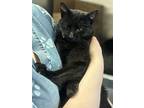 Gizmo, Domestic Shorthair For Adoption In Port Alberni, British Columbia