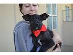 Kors, Terrier (unknown Type, Medium) For Adoption In Mckinney, Texas