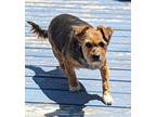 Casey, Norfolk Terrier For Adoption In Lincoln, Nebraska