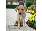 Stanley, Labrador Retriever For Adoption In Lincoln, Nebraska