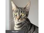 Tilley, Domestic Shorthair For Adoption In Toronto, Ontario