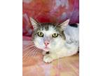 Simon, Domestic Shorthair For Adoption In Wintersville, Ohio