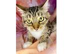 Salt, Domestic Shorthair For Adoption In Wintersville, Ohio