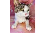 Vinegar, Domestic Shorthair For Adoption In Wintersville, Ohio