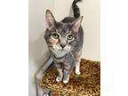 Iris, Domestic Shorthair For Adoption In Arlington, Washington