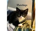 Manchego, Domestic Mediumhair For Adoption In Fairfax, Virginia