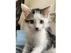 Roquefort, Domestic Mediumhair For Adoption In Fairfax, Virginia