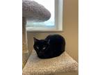 Scrappy, Domestic Shorthair For Adoption In Arlington, Vermont