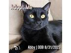 Abby, Domestic Shorthair For Adoption In Hermosa Beach, California