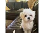 Maltese Puppy for sale in Newland, NC, USA