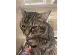 Arlo, Domestic Shorthair For Adoption In Lincoln, Nebraska