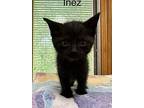 Inez, Domestic Shorthair For Adoption In Howell, Michigan