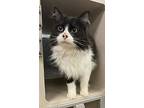 Bug, Domestic Mediumhair For Adoption In Lincoln, Nebraska