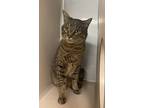 Versace, Domestic Shorthair For Adoption In Lincoln, Nebraska