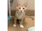 Thunderbolt, Domestic Shorthair For Adoption In Lincoln, Nebraska