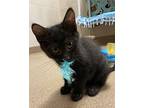 Cobra, Domestic Shorthair For Adoption In Lincoln, Nebraska