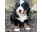 Bernese Mountain Dog Puppy for sale in Edwardsburg, MI, USA