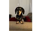 Milo Tobias, Dachshund For Adoption In Humble, Texas