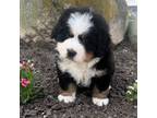 Cavapoo Puppy for sale in Edwardsburg, MI, USA