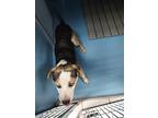 Loki (dog 3), American Pit Bull Terrier For Adoption In Mocksville