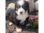 Bernese Mountain Dog Puppy for sale in Edwardsburg, MI, USA