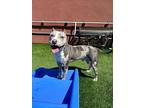 Snoop, American Staffordshire Terrier For Adoption In Santa Rosa, California