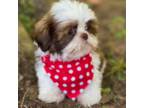 Shih Tzu Puppy for sale in Gordo, AL, USA