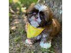 Male Shih Tzu