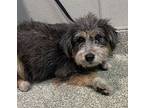 Lady Gray*, Terrier (unknown Type, Medium) For Adoption In Pomona, California