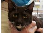 Ultron, Domestic Shorthair For Adoption In Milpitas, California