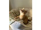 Alec, Domestic Shorthair For Adoption In Napa, California