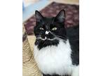 Mama Selene, Domestic Mediumhair For Adoption In Penticton, British Columbia