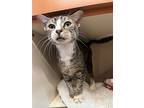 Lexi, Domestic Shorthair For Adoption In Sebastian, Florida