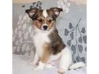 Papillon Puppy for sale in Richland, MO, USA