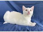 Torbert, Domestic Shorthair For Adoption In Oxford, Mississippi