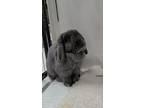 April, Lop, Holland For Adoption In Waynesboro, Virginia