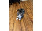 Bucky, Domestic Shorthair For Adoption In Middle Village, New York