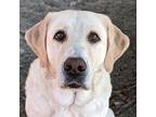 Rose, Labrador Retriever For Adoption In Troutdale, Oregon