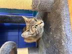 Adelle, Domestic Shorthair For Adoption In La Jolla, California