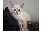 Chimera Mythical, Siamese For Adoption In Chandler, Arizona